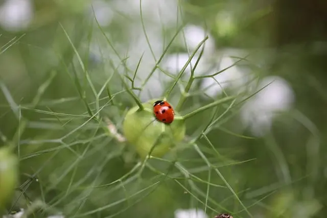 Cómo hacer un jardín vertical en espacios reducidos: guía práctica
