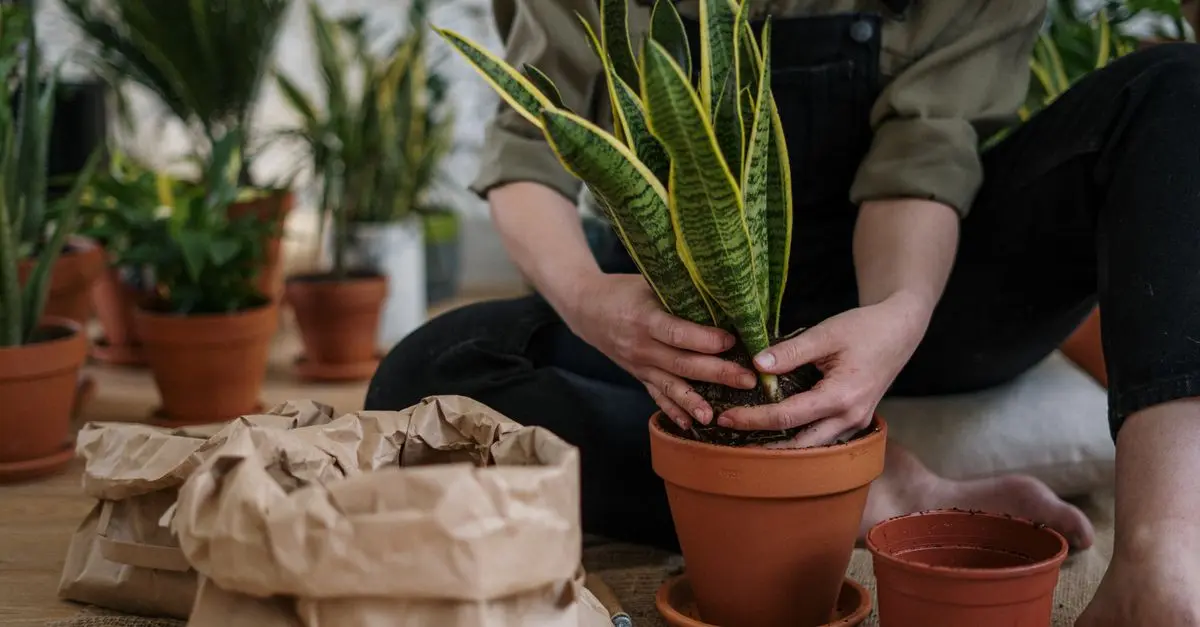 Cómo hacer un jardín de hierbas en casa: guía práctica