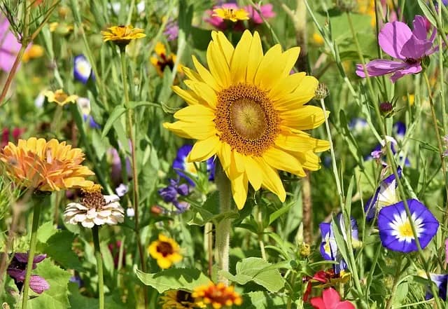 Cómo hacer un jardín en casa: guía completa para principiantes