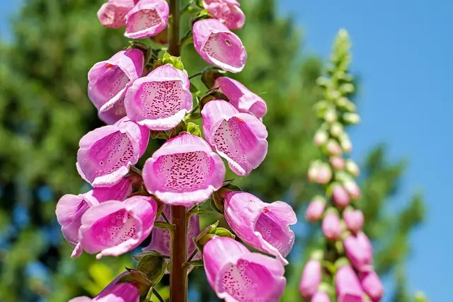 Cómo hacer un jardín vertical en casa: consejos y beneficios prácticos