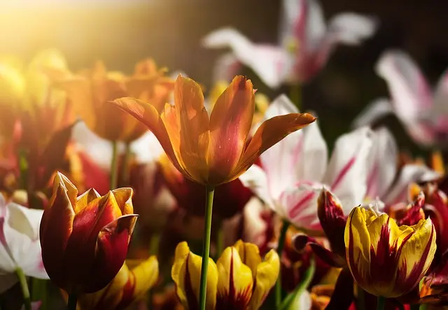 Cómo crear un jardín vertical en casa: consejos prácticos
