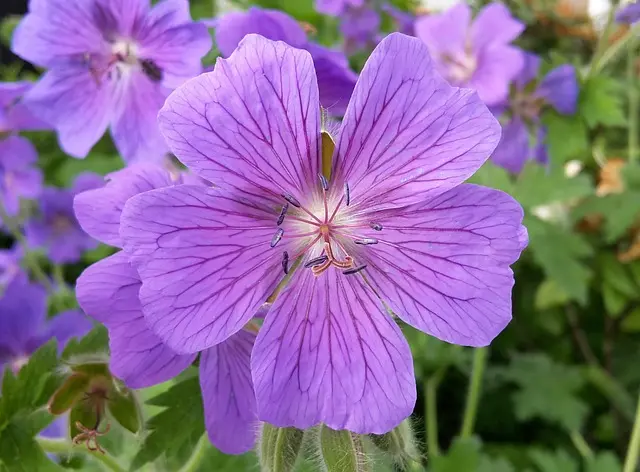 Cómo elegir el mejor sistema de riego para tu jardín