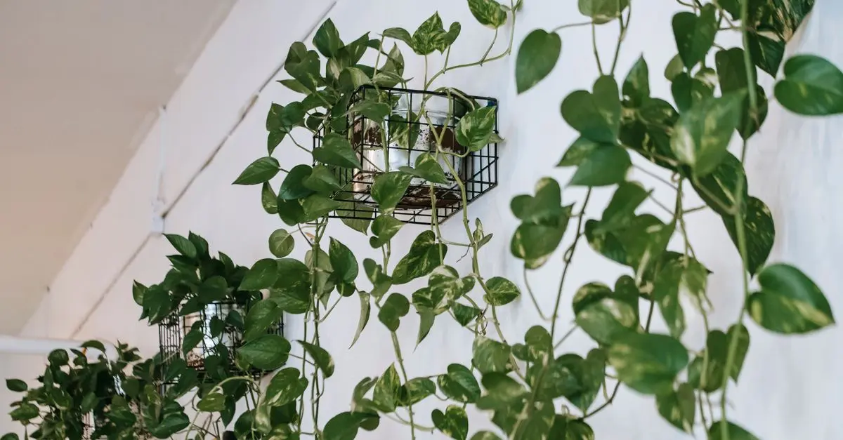 Cómo hacer un jardín vertical en casa: consejos prácticos