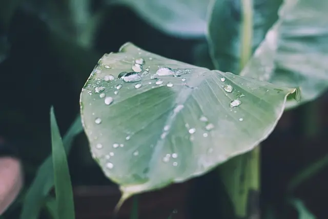 Cómo elegir el mejor sistema de riego por goteo para tu jardín