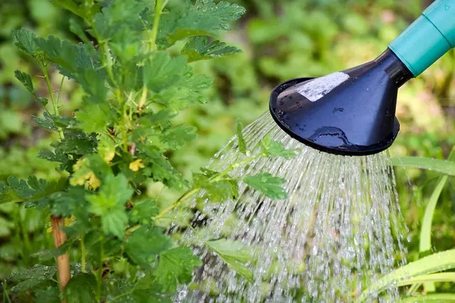 Cómo elegir el mejor sistema de riego para tu jardín