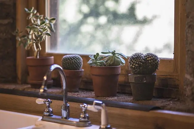 Cómo hacer un jardín vertical en casa: beneficios y consejos