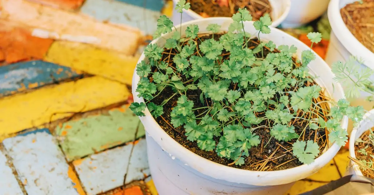 Cómo hacer un jardín de hierbas en casa: guía práctica