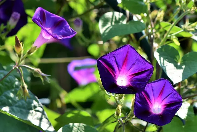 Cómo hacer un jardín vertical en casa: guía práctica y consejos