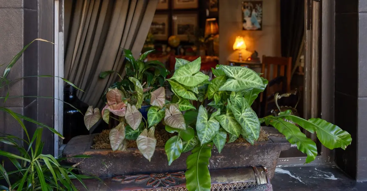 Cómo hacer un jardín vertical interior: guía práctica