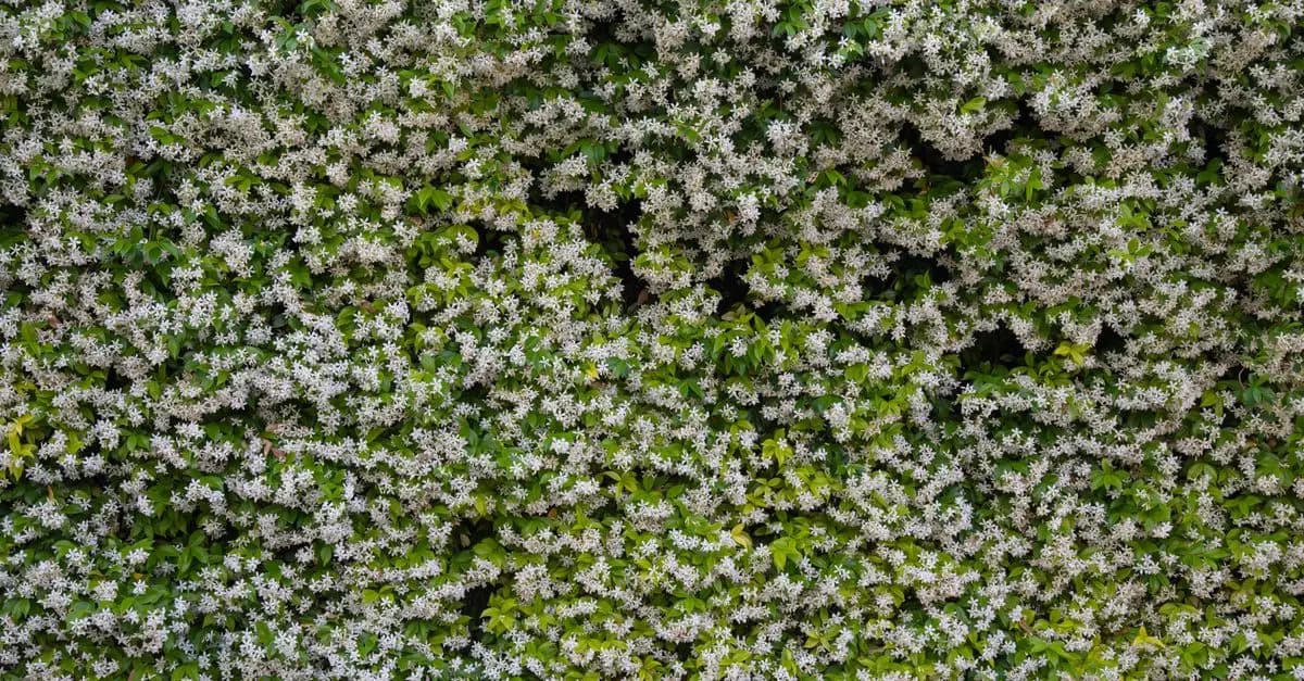 Cómo crear un jardín vertical en casa: guía práctica