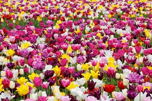 Cómo elegir el mejor sistema de riego para tu jardín