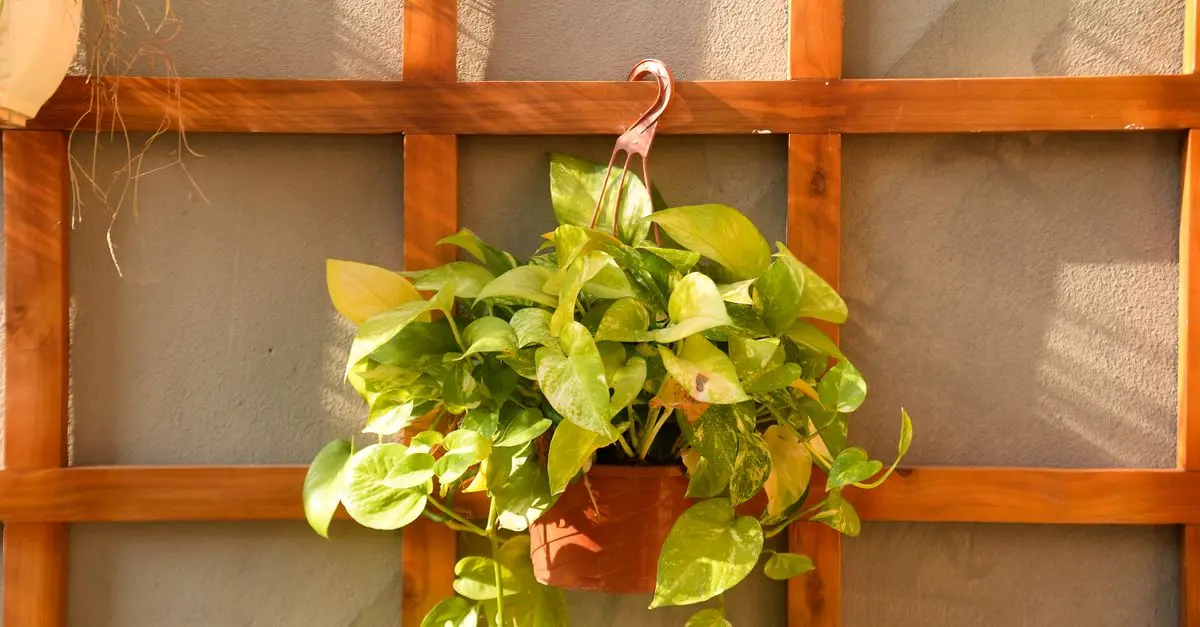 Cómo crear un jardín vertical en casa: guía práctica
