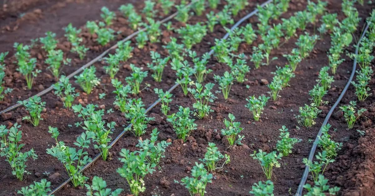 Cómo elegir el mejor sistema de riego por goteo para tu jardín