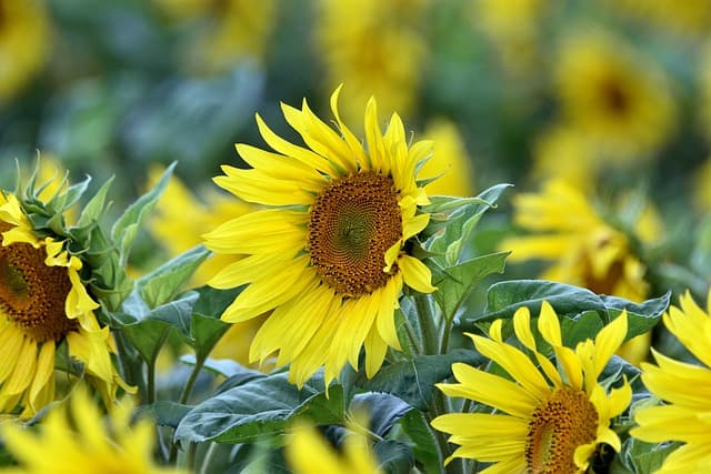 Cómo elegir el sistema de riego más eficiente para tu jardín