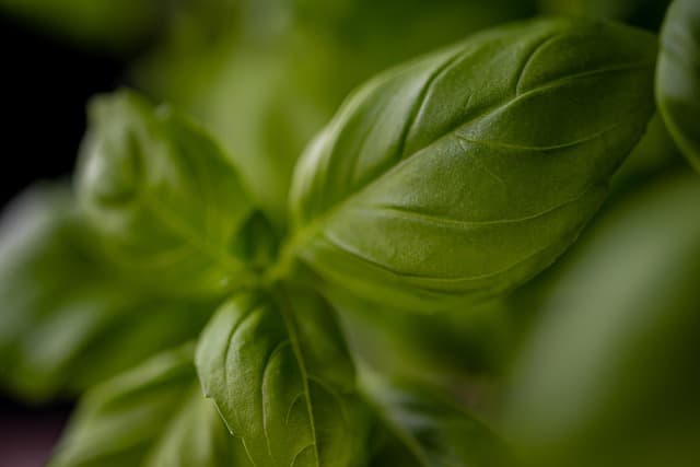 Cómo hacer un jardín de hierbas en casa: guía práctica