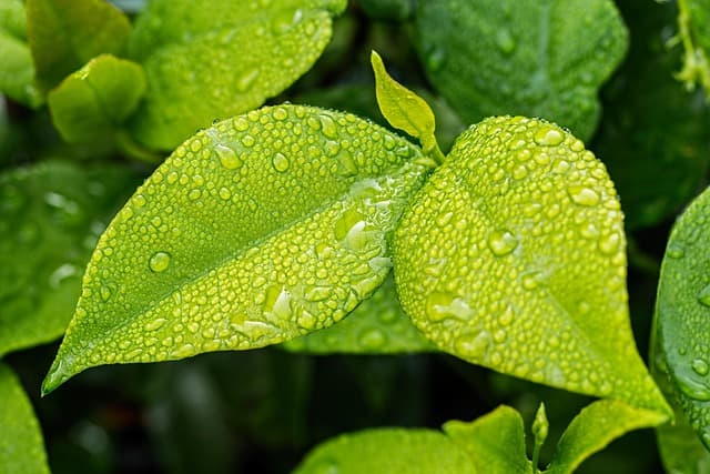 Cómo hacer un jardín vertical en espacios pequeños: guía práctica