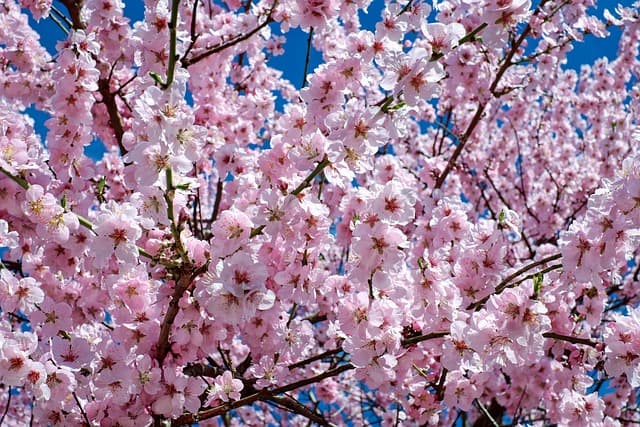 Cómo hacer un jardín japonés en casa: guía práctica
